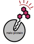 Halo tag蛋白自标记